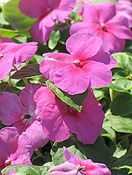 Super Elfin Lavender Impatiens (Impatiens walleriana 'Super Elfin Lavender') at The Mustard Seed