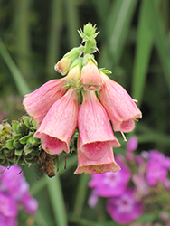 Strawberry Foxglove (Digitalis x mertonensis) at The Mustard Seed