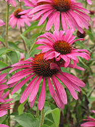 Ruby Star Coneflower (Echinacea purpurea 'Rubinstern') at The Mustard Seed