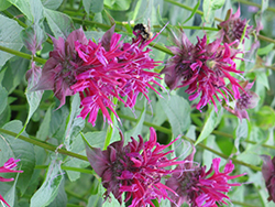 Raspberry Wine Beebalm (Monarda 'Raspberry Wine') at The Mustard Seed