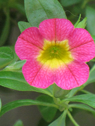 Superbells Sweet Tart Calibrachoa (Calibrachoa 'Superbells Sweet Tart') at The Mustard Seed