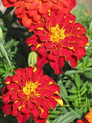 Safari Red Marigold (Tagetes patula 'Safari Red') at The Mustard Seed