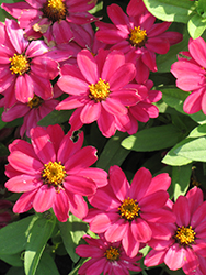 Profusion Cherry Zinnia (Zinnia 'Profusion Cherry') at The Mustard Seed