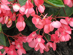 Dragon Wing Pink Begonia (Begonia 'Dragon Wing Pink') at The Mustard Seed