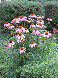 Purple Coneflower (Echinacea purpurea) at The Mustard Seed