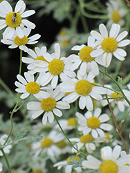 German Chamomile (Matricaria recutita) at The Mustard Seed