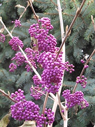Profusion Beautyberry (Callicarpa bodinieri 'Profusion') at The Mustard Seed