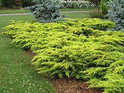 Daub's Frosted Juniper (Juniperus x media 'Daub's Frosted') at The Mustard Seed