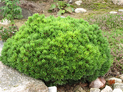 Mops Mugo Pine (Pinus mugo 'Mops') at The Mustard Seed