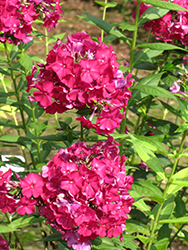 Nicky Garden Phlox (Phlox paniculata 'Nicky') at The Mustard Seed
