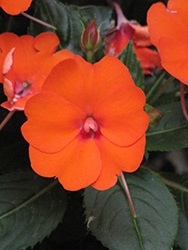 SunPatiens Compact Electric Orange New Guinea Impatiens (Impatiens 'SakimP025') at The Mustard Seed