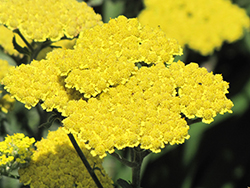 Moonshine Yarrow (Achillea 'Moonshine') at The Mustard Seed