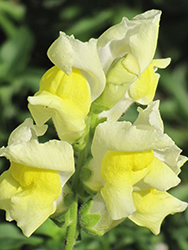 Snapshot Yellow Snapdragon (Antirrhinum majus 'PAS409666') at The Mustard Seed