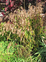 Northern Sea Oats (Chasmanthium latifolium) at The Mustard Seed