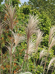 Variegated Silver Grass (Miscanthus sinensis 'Variegatus') at The Mustard Seed