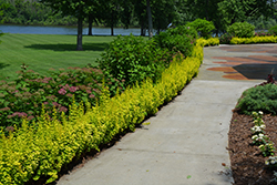 Sunjoy Gold Pillar Japanese Barberry (Berberis thunbergii 'Maria') at The Mustard Seed