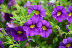 Superbells Blue Calibrachoa (Calibrachoa 'USCALI51') at The Mustard Seed