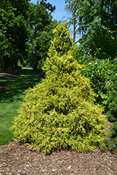 Golden Mop Falsecypress (Chamaecyparis pisifera 'Golden Mop') at The Mustard Seed