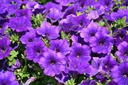 Supertunia Royal Velvet Petunia (Petunia 'Supertunia Royal Velvet') at The Mustard Seed