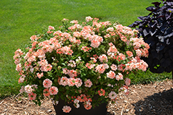 Superbena Royale Peachy Keen Verbena (Verbena 'Superbena Royale Peachy Keen') at The Mustard Seed