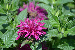 Pardon My Purple Beebalm (Monarda didyma 'Pardon My Purple') at The Mustard Seed