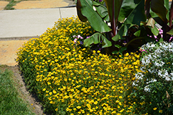 Goldilocks Rocks Bidens (Bidens ferulifolia 'BID 16101') at The Mustard Seed