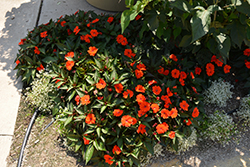 SunPatiens Compact Orange New Guinea Impatiens (Impatiens 'SakimP011') at The Mustard Seed