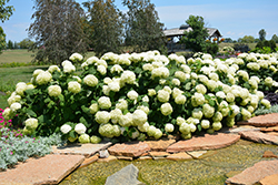 Incrediball Hydrangea (Hydrangea arborescens 'Abetwo') at The Mustard Seed