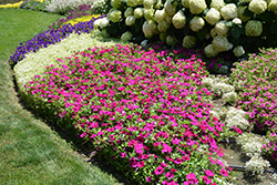 Supertunia Royal Magenta Petunia (Petunia 'Supertunia Royal Magenta') at The Mustard Seed
