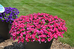 Supertunia Royal Magenta Petunia (Petunia 'Supertunia Royal Magenta') at The Mustard Seed