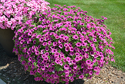 Supertunia Pretty Much Picasso Petunia (Petunia 'Supertunia Pretty Much Picasso') at The Mustard Seed