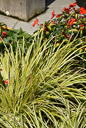Grassy-Leaved Sweet Flag (Acorus gramineus 'Ogon') at The Mustard Seed