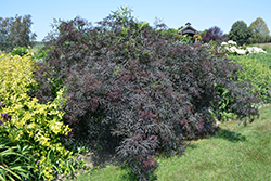 Black Lace Elder (Sambucus nigra 'Eva') at The Mustard Seed