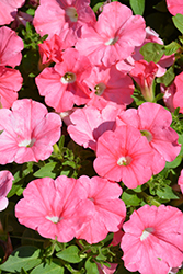 Supertunia Bermuda Beach Petunia (Petunia 'Supertunia Bermuda Beach') at The Mustard Seed