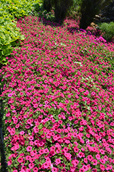 Supertunia Vista Fuchsia Petunia (Petunia 'Supertunia Vista Fuchsia') at The Mustard Seed