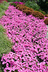 Supertunia Vista Bubblegum Petunia (Petunia 'Supertunia Vista Bubblegum') at The Mustard Seed