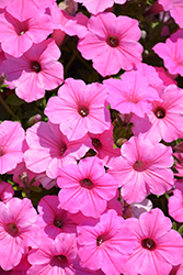 Supertunia Vista Bubblegum Petunia (Petunia 'Supertunia Vista Bubblegum') at The Mustard Seed