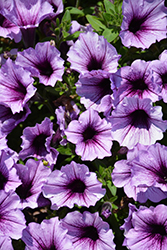 Supertunia Bordeaux Petunia (Petunia 'Supertunia Bordeaux') at The Mustard Seed