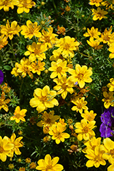 Goldilocks Rocks Bidens (Bidens ferulifolia 'BID 16101') at The Mustard Seed