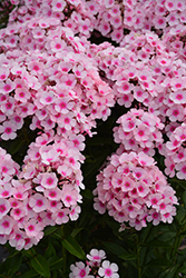 Bright Eyes Garden Phlox (Phlox paniculata 'Bright Eyes') at The Mustard Seed