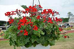 Caliente Fire Geranium (Pelargonium 'Caliente Fire') at The Mustard Seed