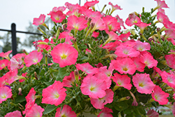 Easy Wave Rosy Dawn Petunia (Petunia 'Easy Wave Rosy Dawn') at The Mustard Seed