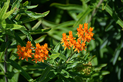 Butterfly Weed (Asclepias tuberosa spp. interior) at The Mustard Seed