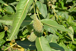 Showy Milkweed (Asclepias speciosa) at The Mustard Seed