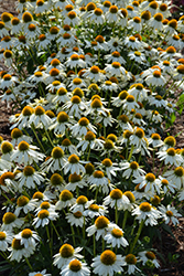 PowWow White Coneflower (Echinacea purpurea 'PowWow White') at The Mustard Seed