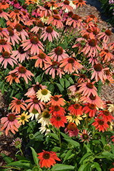 Cheyenne Spirit Coneflower (Echinacea 'Cheyenne Spirit') at The Mustard Seed