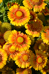 Arizona Apricot Blanket Flower (Gaillardia x grandiflora 'Arizona Apricot') at The Mustard Seed