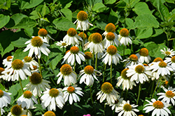 PowWow White Coneflower (Echinacea purpurea 'PowWow White') at The Mustard Seed