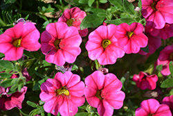 Aloha Hot Pink Calibrachoa (Calibrachoa 'Aloha Hot Pink') at The Mustard Seed