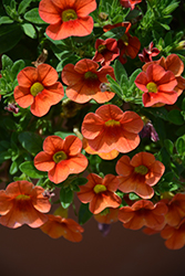 Aloha Hot Orange Calibrachoa (Calibrachoa 'Aloha Hot Orange') at The Mustard Seed